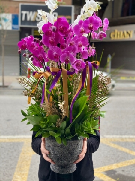 Orkide 10