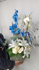 Mavi beyaz orkideli