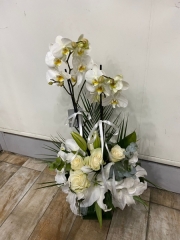 Orkide 27