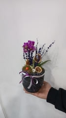 Mini orkideler